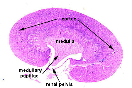 kidney histology anatomy cortex urinary physiology medullary system papillae pyramid cuboidal simple outer histo microscopes regions quizlet animal